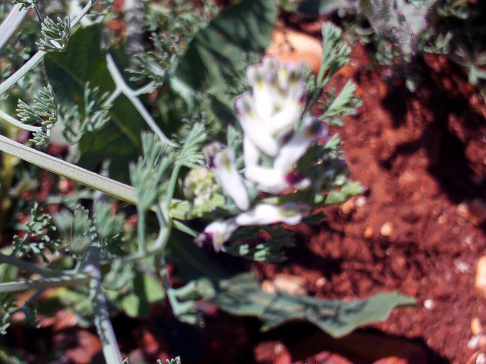 Fumaria capreolata (white ramping-fumitory)