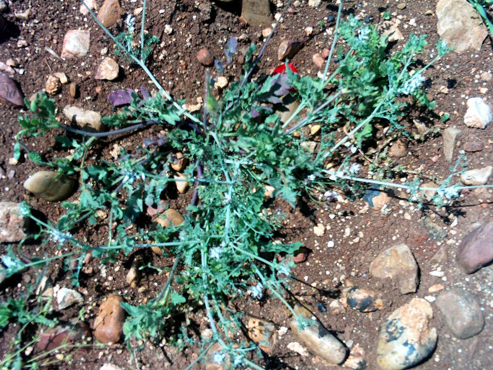 Fumaria capreolata (white ramping-fumitory)
