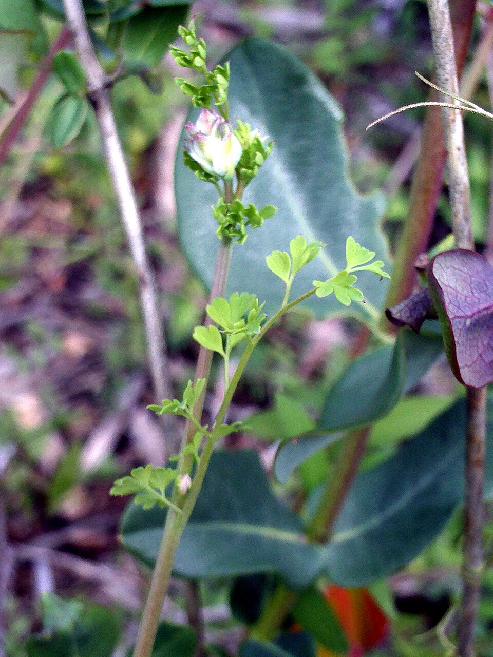 Fumaria muralis (common ramping-fumitory)