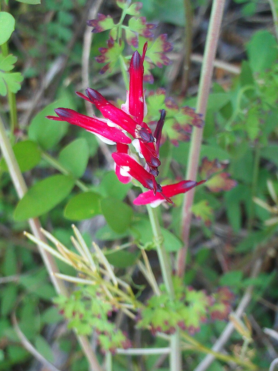 Fumaria muralis (common ramping-fumitory)