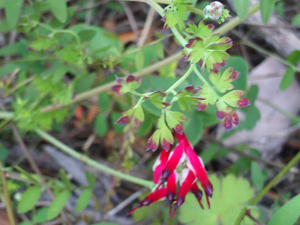 Fumaria muralis (common ramping-fumitory)
