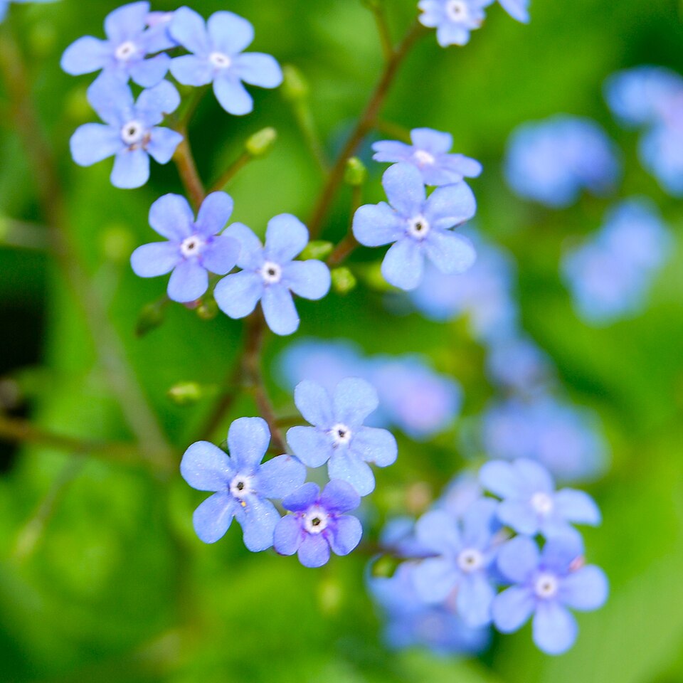 Brunnera macrophylla (perennial forget-me-not) (alternate view 6)