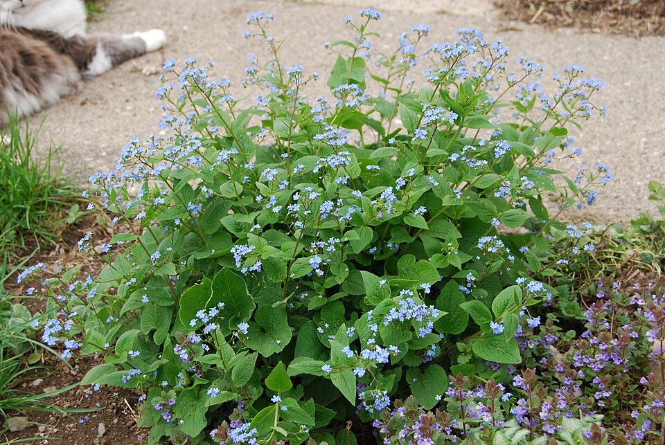 Brunnera macrophylla (perennial forget-me-not) (alternate view 7)