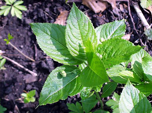 Mercurialis perennis (Dog's Mercury)