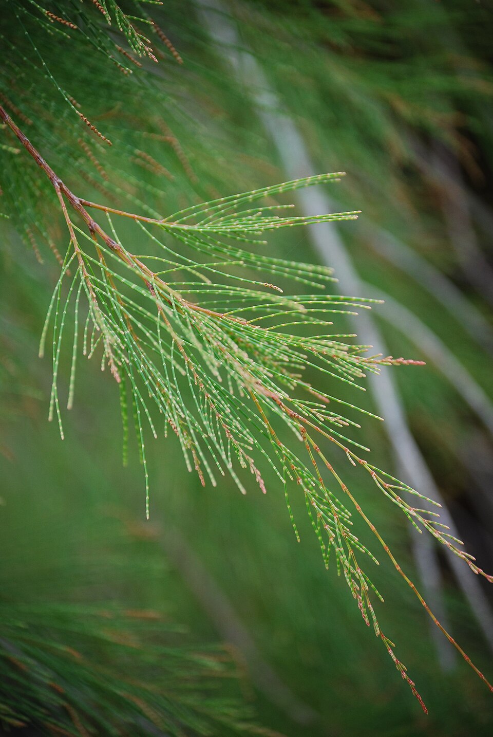 Allocasuarina torulosa (Forest sheoak)