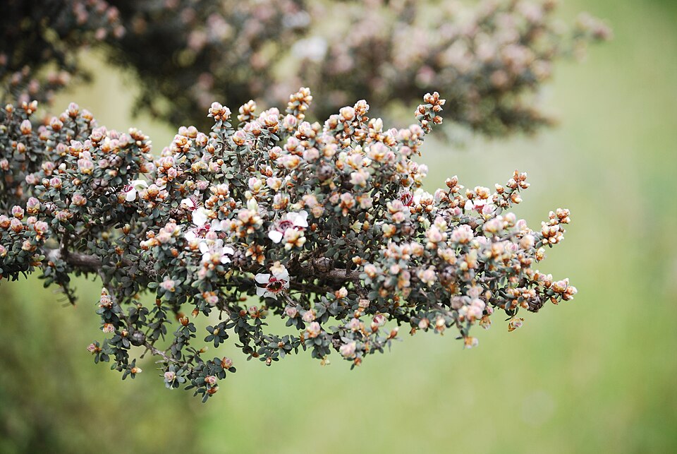 Leptospermum lanigerum (Woolly Teatree) (alternate view 6)