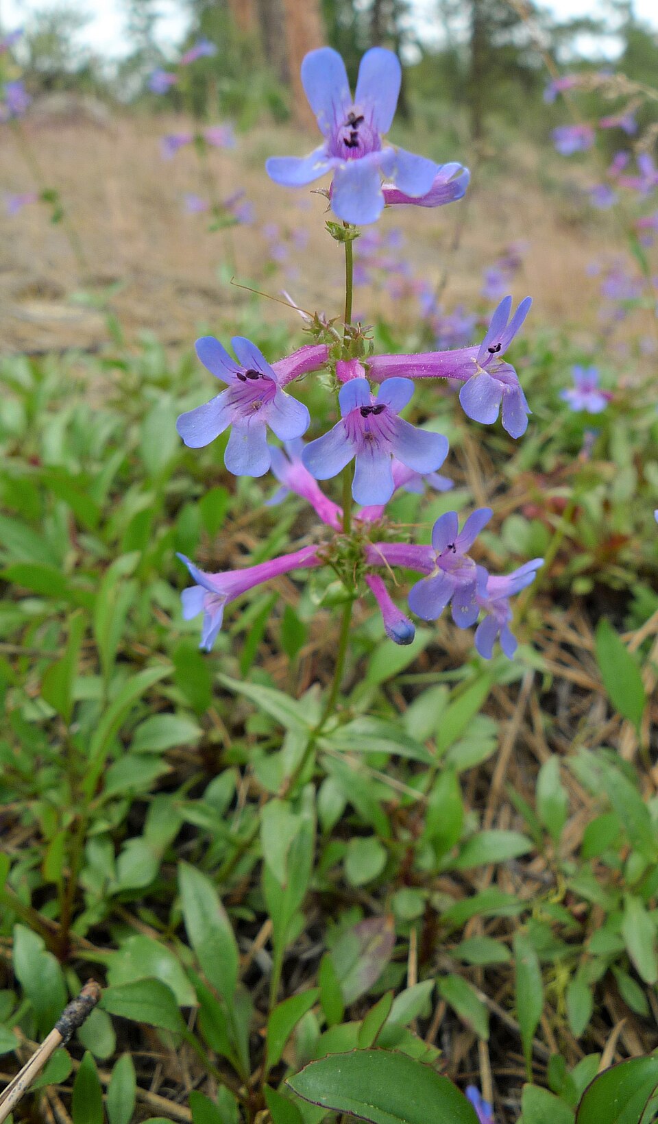 Penstemon pruinosus (Chelan Penstemon) (alternate view 6)