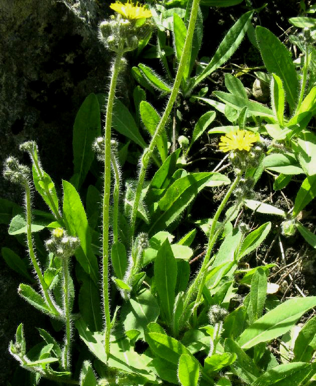 Hieracium caespitosum (yellow hawkweed)