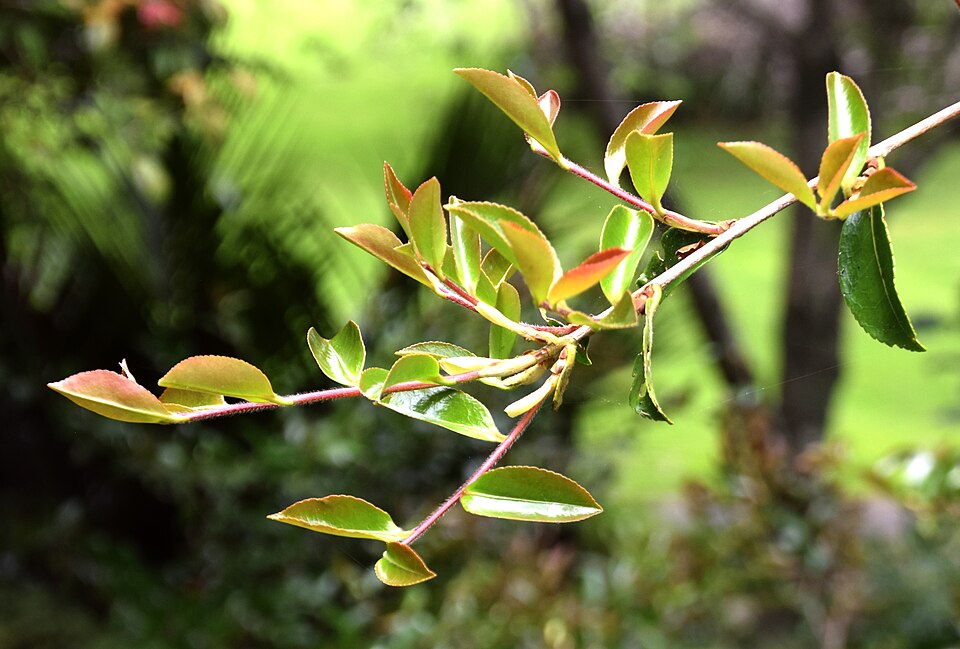 Camellia sasanqua 'Setsugekka' (Setsugekka Camellia)