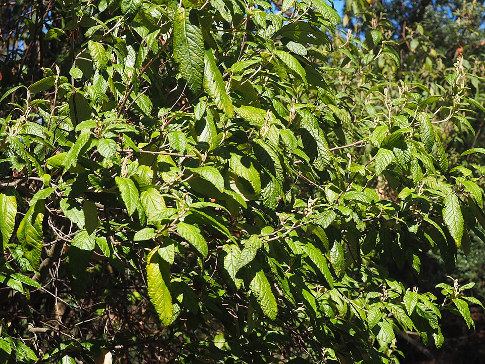 Pomaderris apetala (Tainui) (alternate view 8)