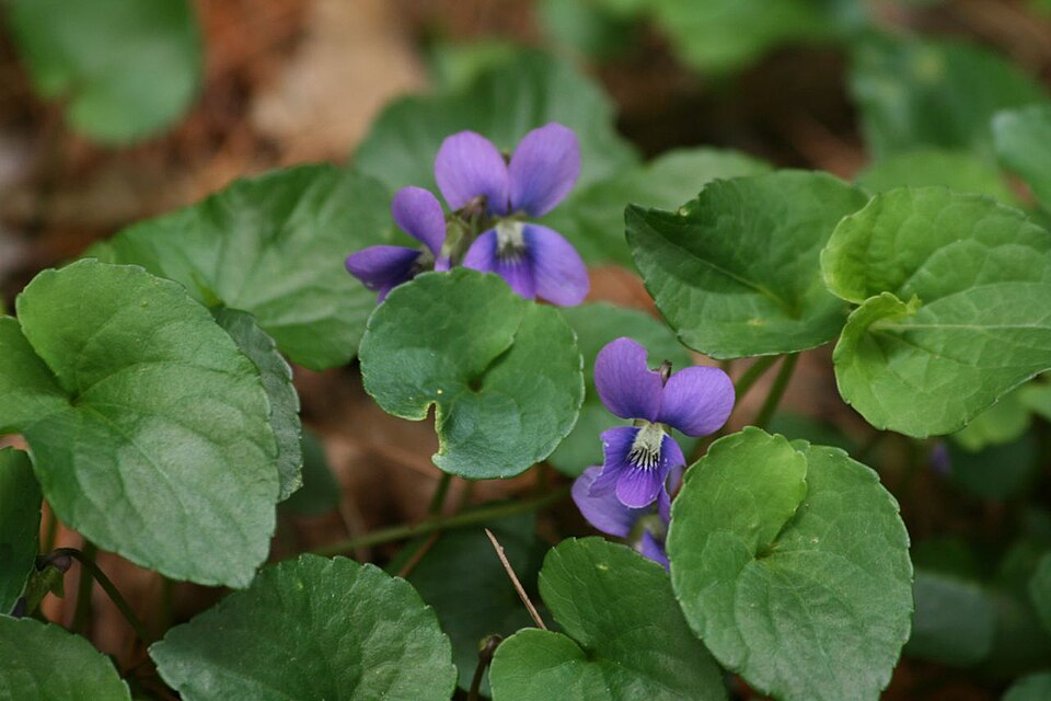 Viola cucullata (marsh blue violet) (alternate view 6)
