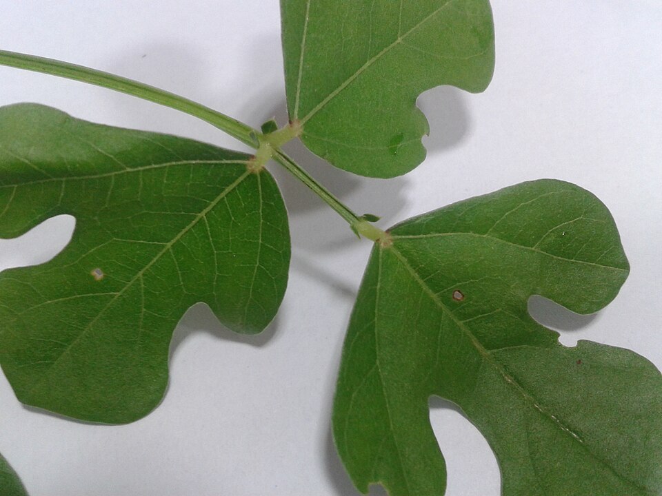 Strophostyles helvola (trailing fuzzy-bean) (alternate view 9)
