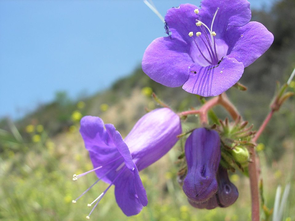 Phacelia minor (wild canterbury bells) (alternate view 6)