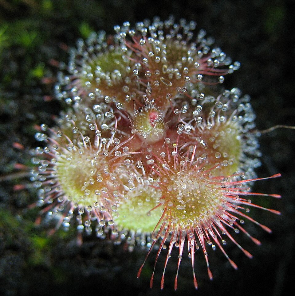 Drosera burmanni (tropical sundew)