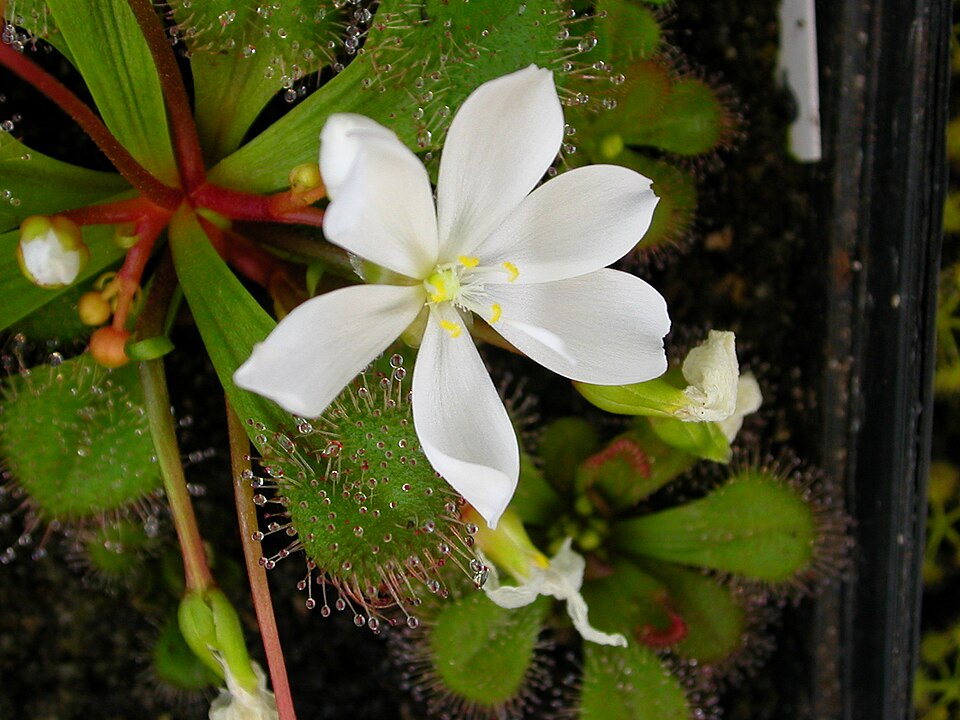 Drosera aberrans (Scented Sundew)