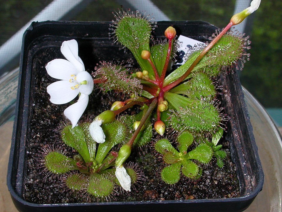 Drosera aberrans (Scented Sundew) (alternate view 2)