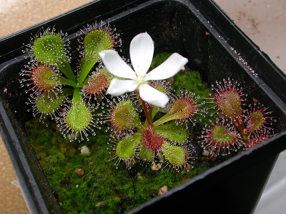 Drosera aberrans (Scented Sundew) (alternate view 3)