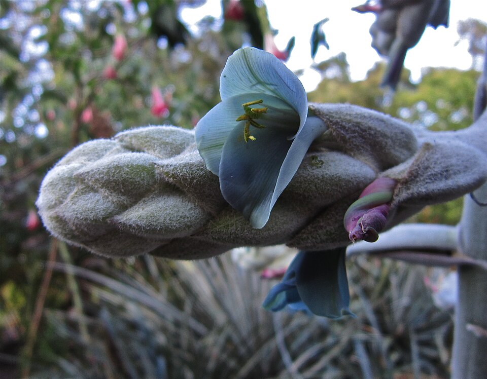 Puya (alternate view 4)