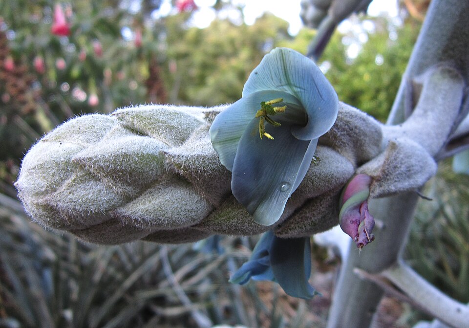 Puya (alternate view 5)