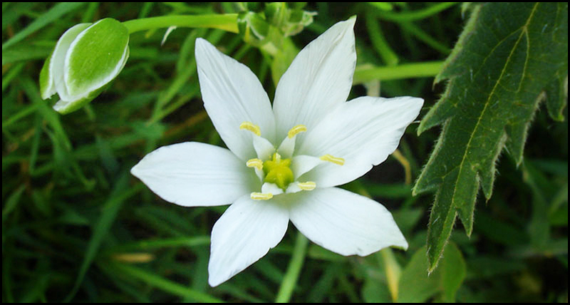 Ornithogalum umbellatum (common star-of-Bethlehem)