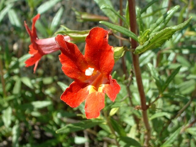 Diplacus aurantiacus (orange bush monkeyflower)