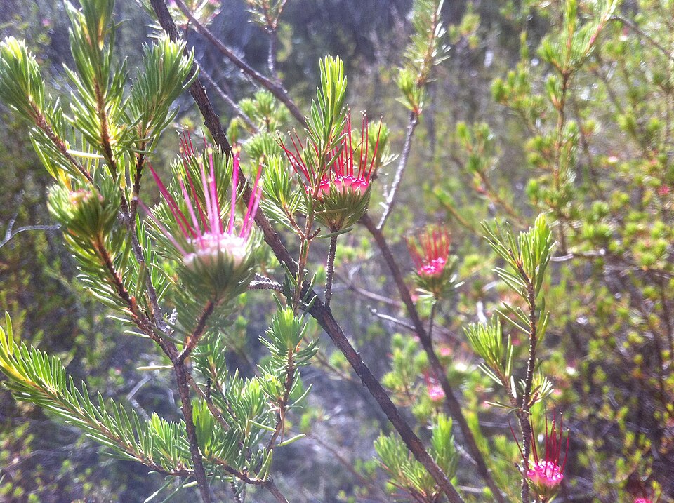 Darwinia fascicularis (clustered darwinia) (alternate view 5)