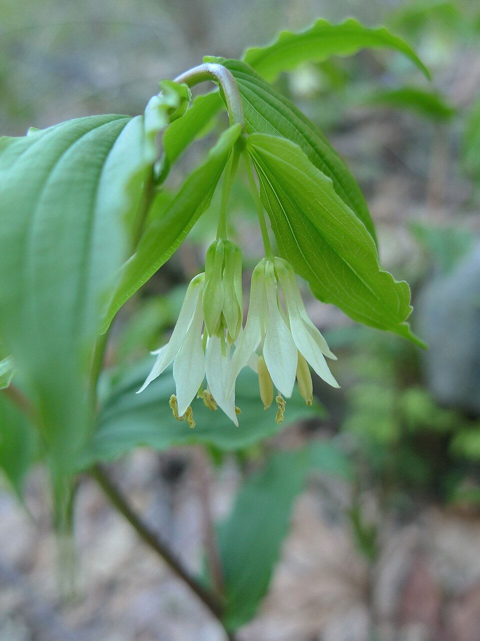 Prosartes hookeri (Hooker's Fairy Bells) (alternate view 10)