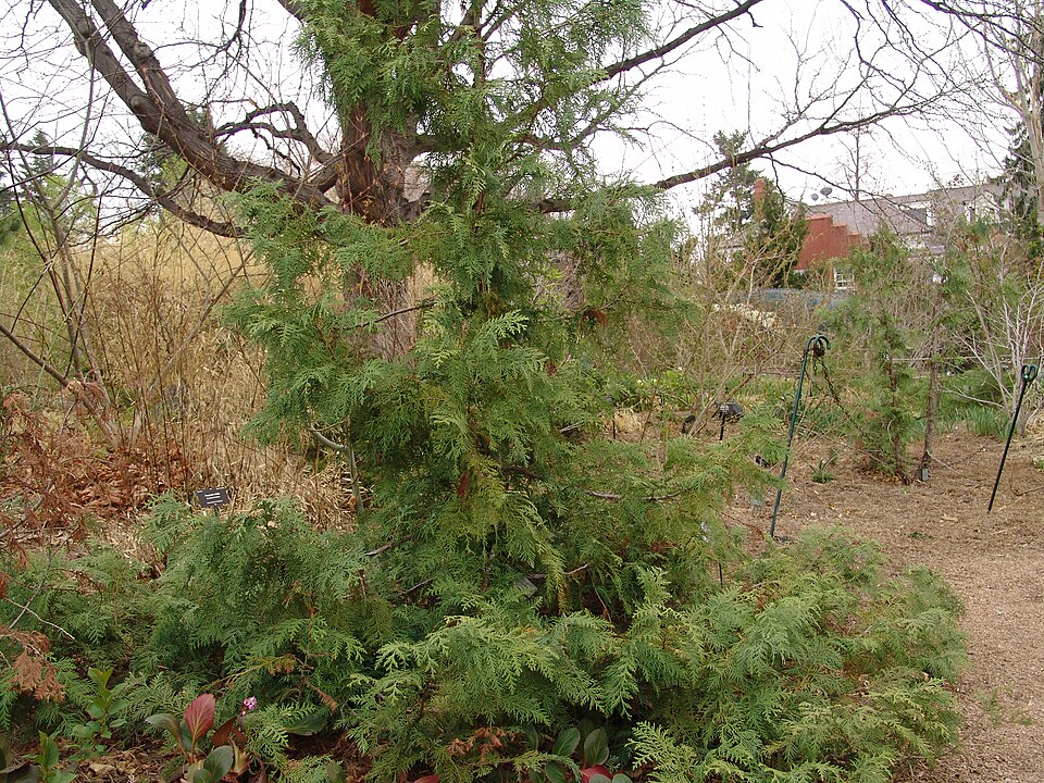 Thuja koraiensis (Blue Korean Arborvitae) (alternate view 6)