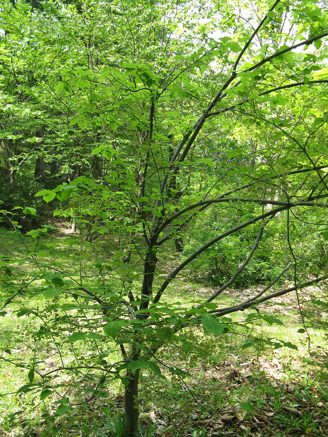 Euonymus planipes