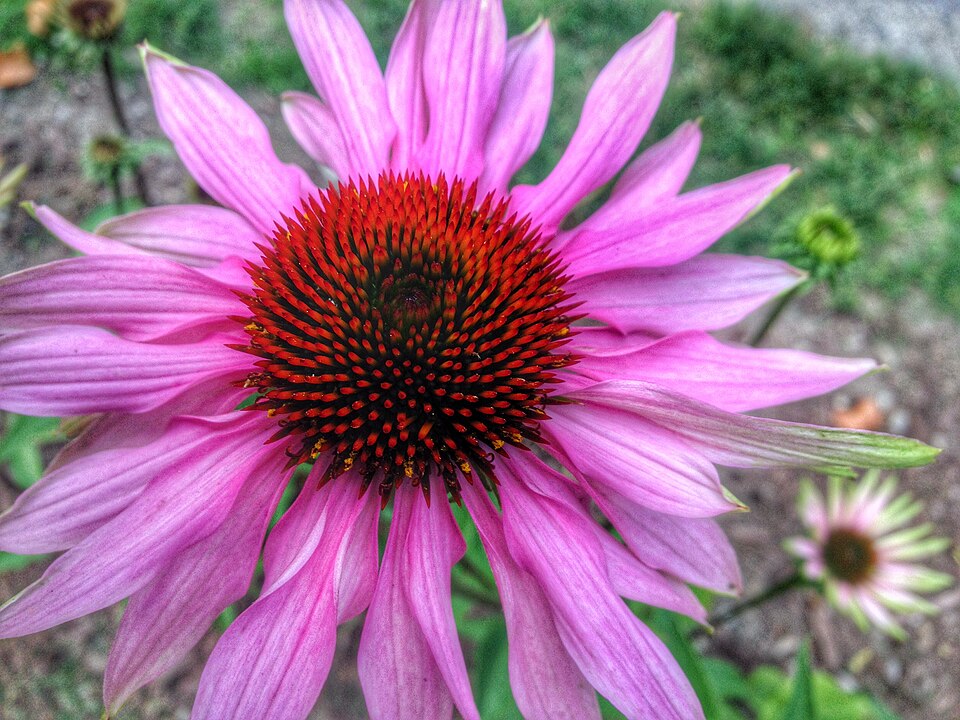 Echinacea (coneflowers) (alternate view 8)