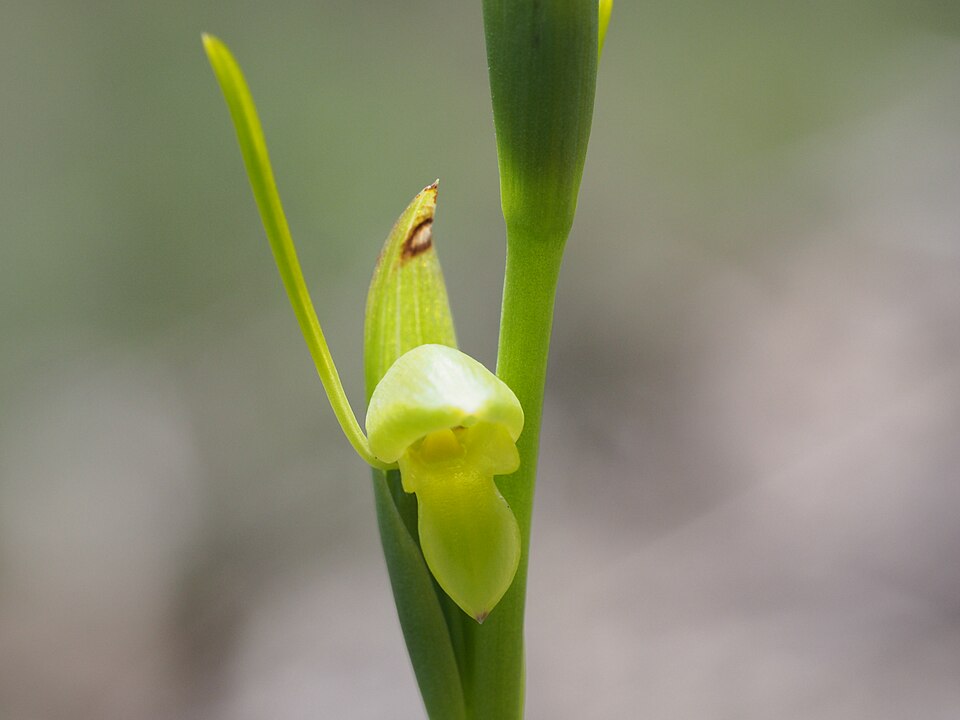 Orthoceras strictum (Birds mouth orchid) (alternate view 9)