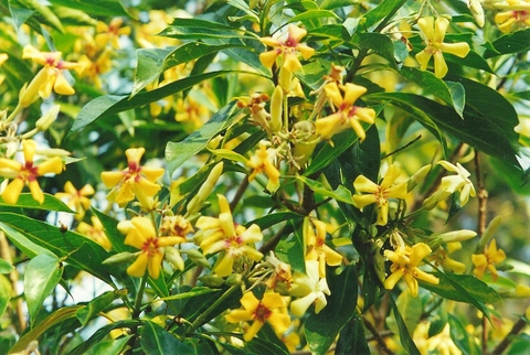 Hymenosporum flavum (Australian frangipani)
