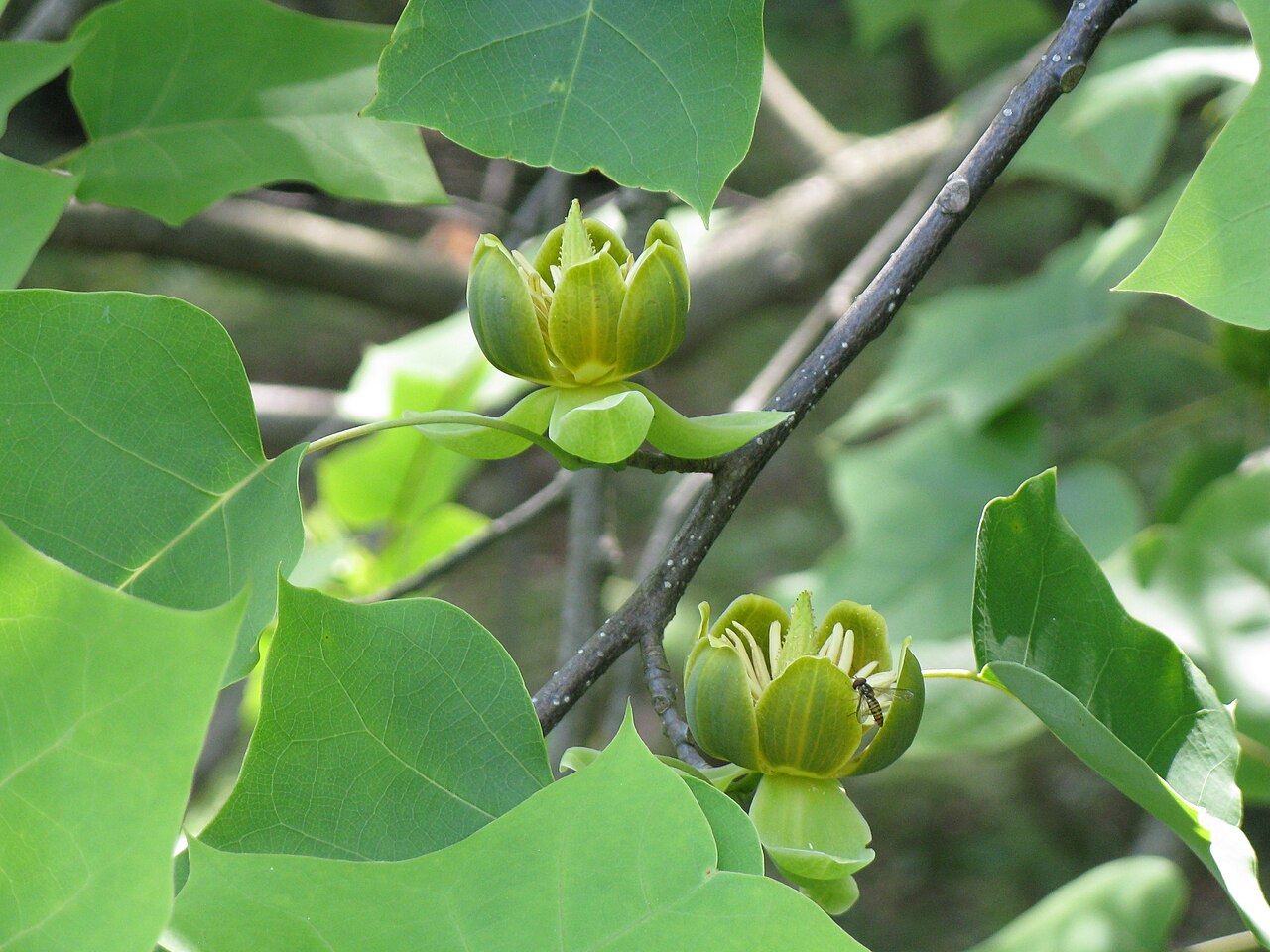 Liriodendron chinense, Chinese tulip tree — upright deciduous (Magnoliaceae) (image 3 of 8)