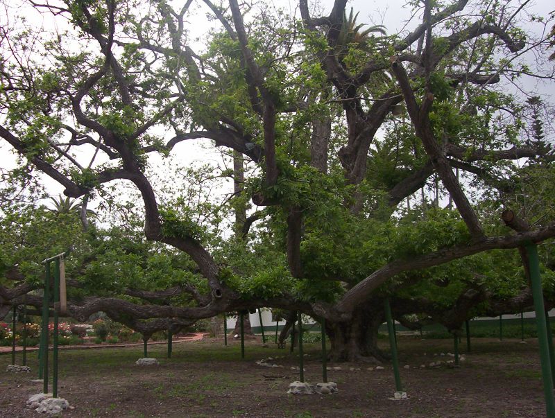 Juglans californica (California Black Walnut)