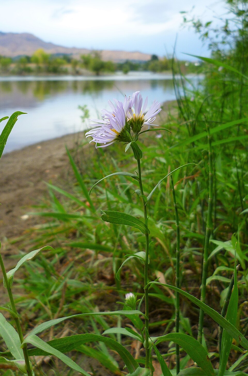 Symphyotrichum spathulatum (Western Mountain Aster) (alternate view 6)