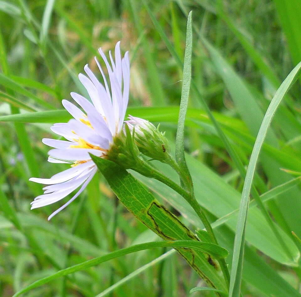 Symphyotrichum spathulatum (Western Mountain Aster) (alternate view 7)