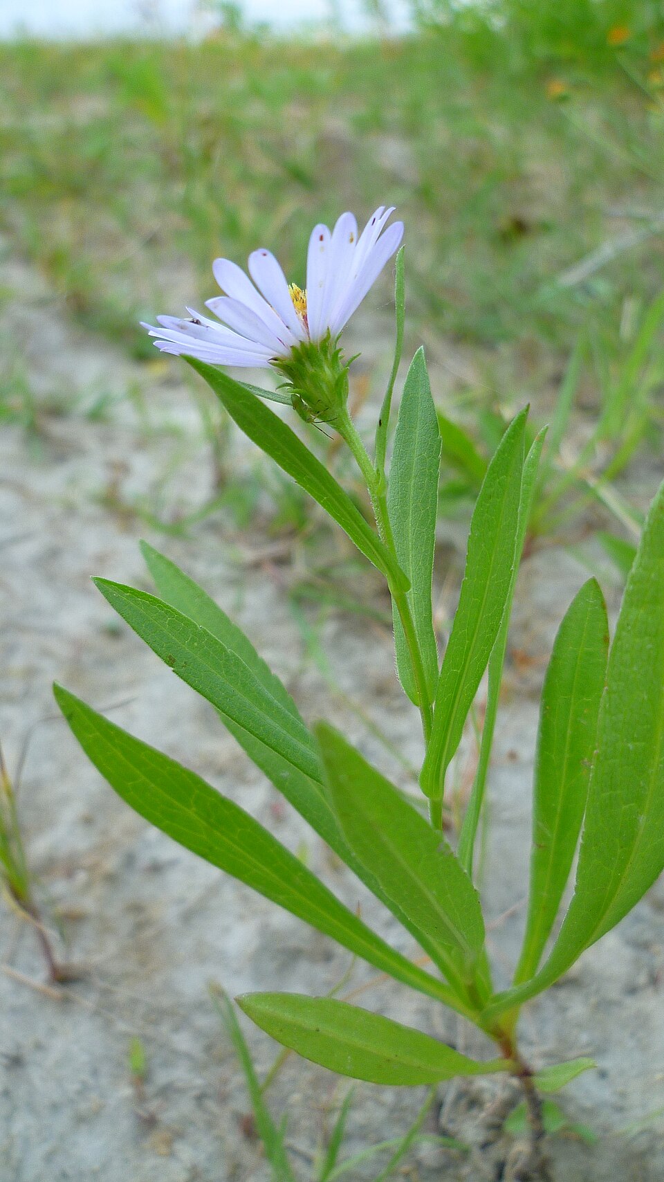 Symphyotrichum spathulatum (Western Mountain Aster) (alternate view 8)