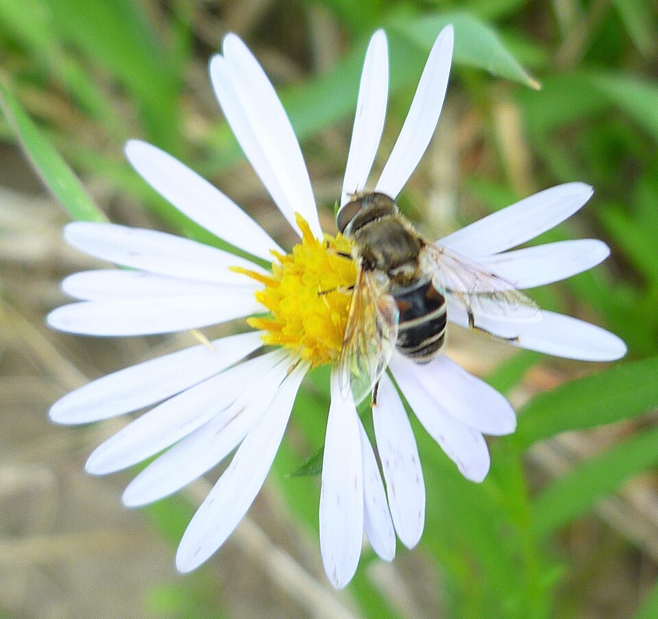 Symphyotrichum spathulatum (Western Mountain Aster) (alternate view 9)