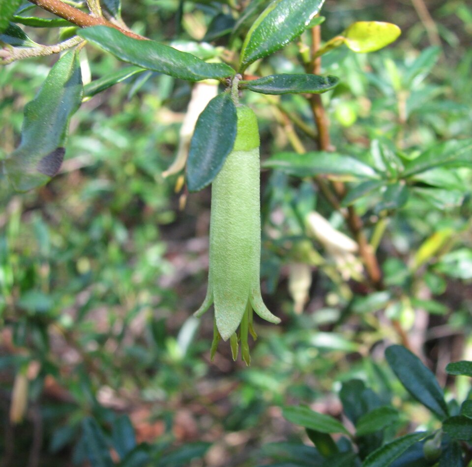 Correa glabra (rock correa)