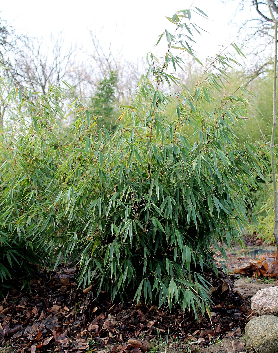 Fargesia robusta (Robust Bamboo) (alternate view 5)