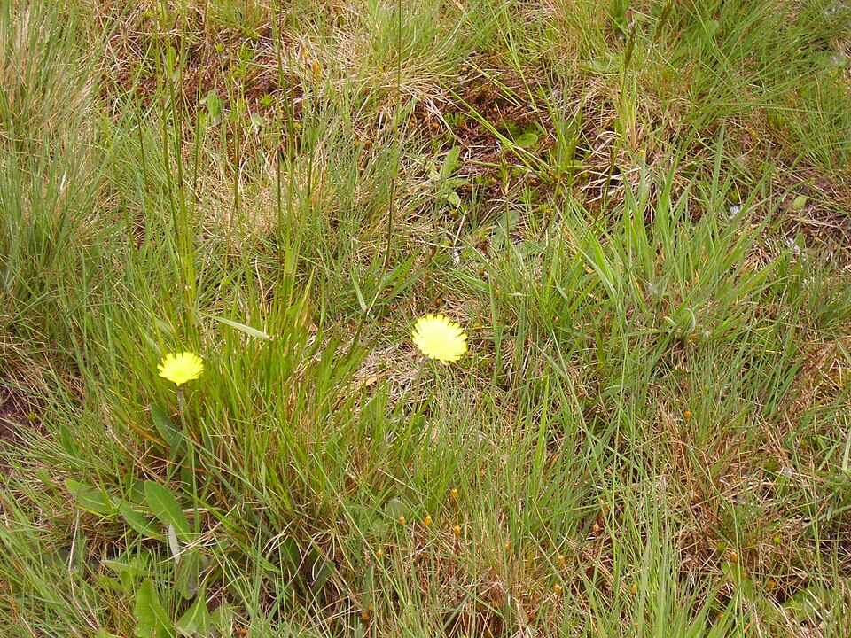 Pilosella officinarum (mouse-eared hawkweed)