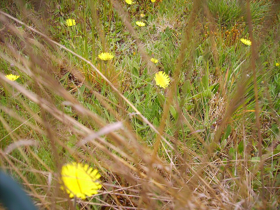 Pilosella officinarum (mouse-eared hawkweed)