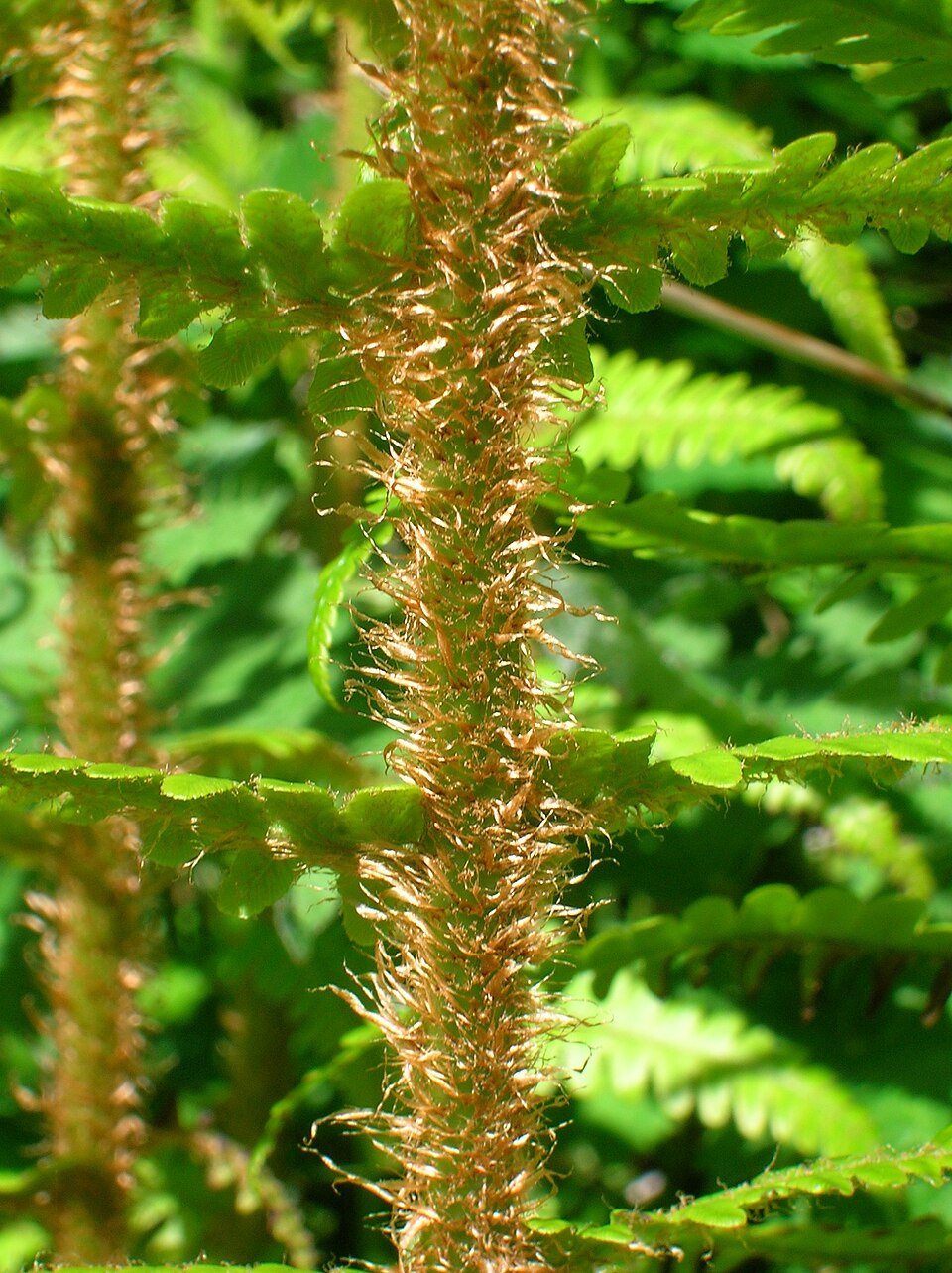 Dryopteris affinis (Golden-scaled Male-fern)