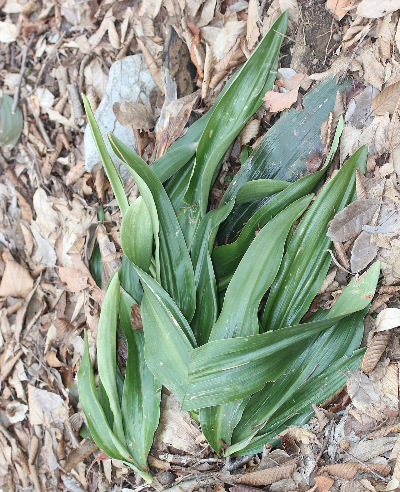 Rohdea japonica, Sacred lily — clumping evergreen (Asparagaceae) (image 6 of 9)