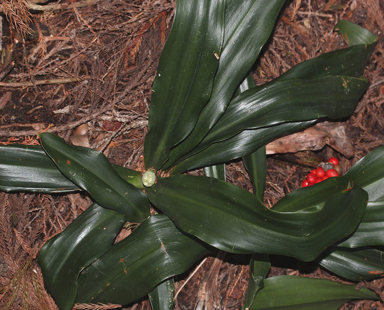 Rohdea japonica, Sacred lily — clumping evergreen (Asparagaceae) (image 7 of 9)