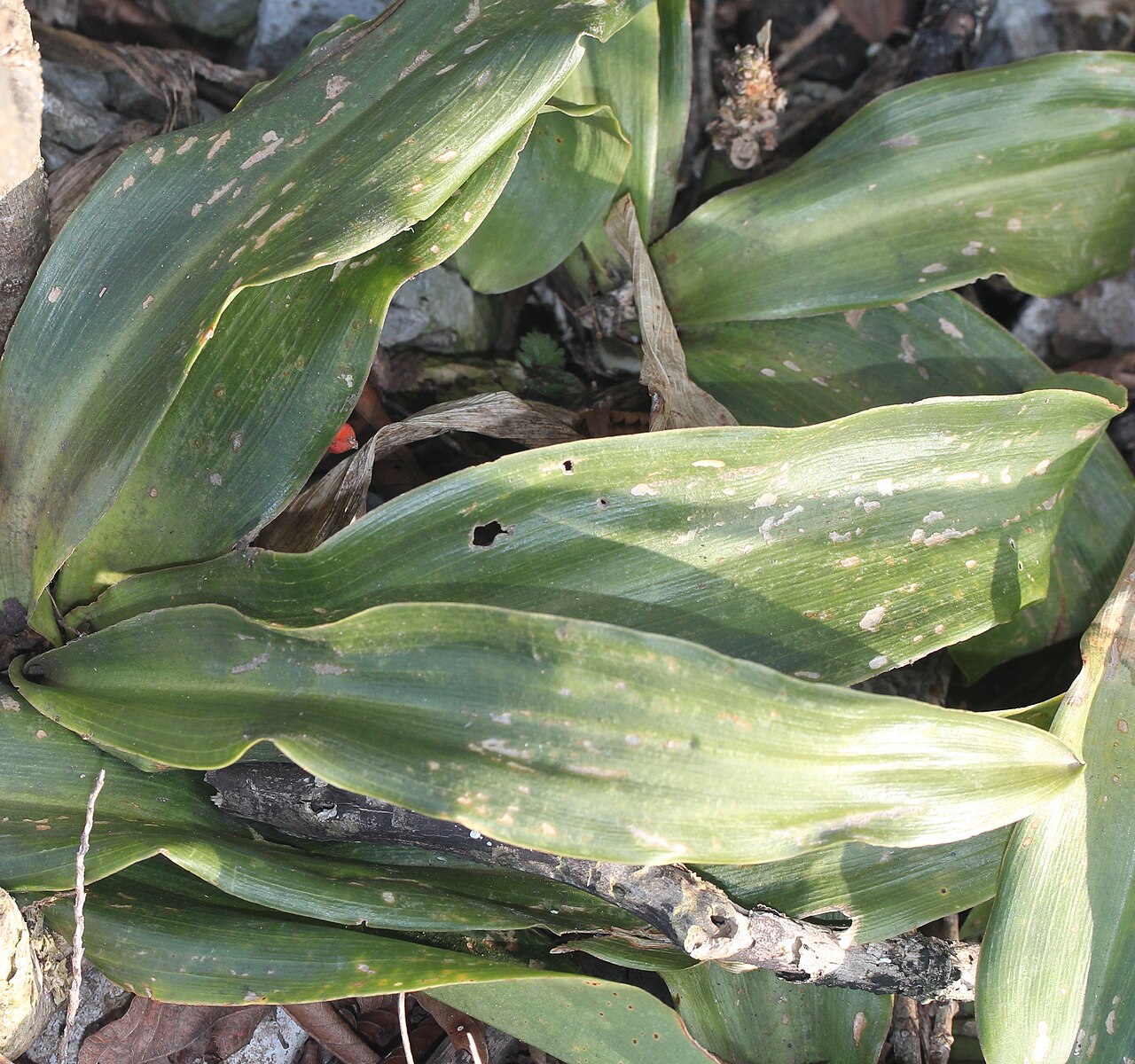 Rohdea japonica, Sacred lily — clumping evergreen (Asparagaceae) (image 8 of 9)