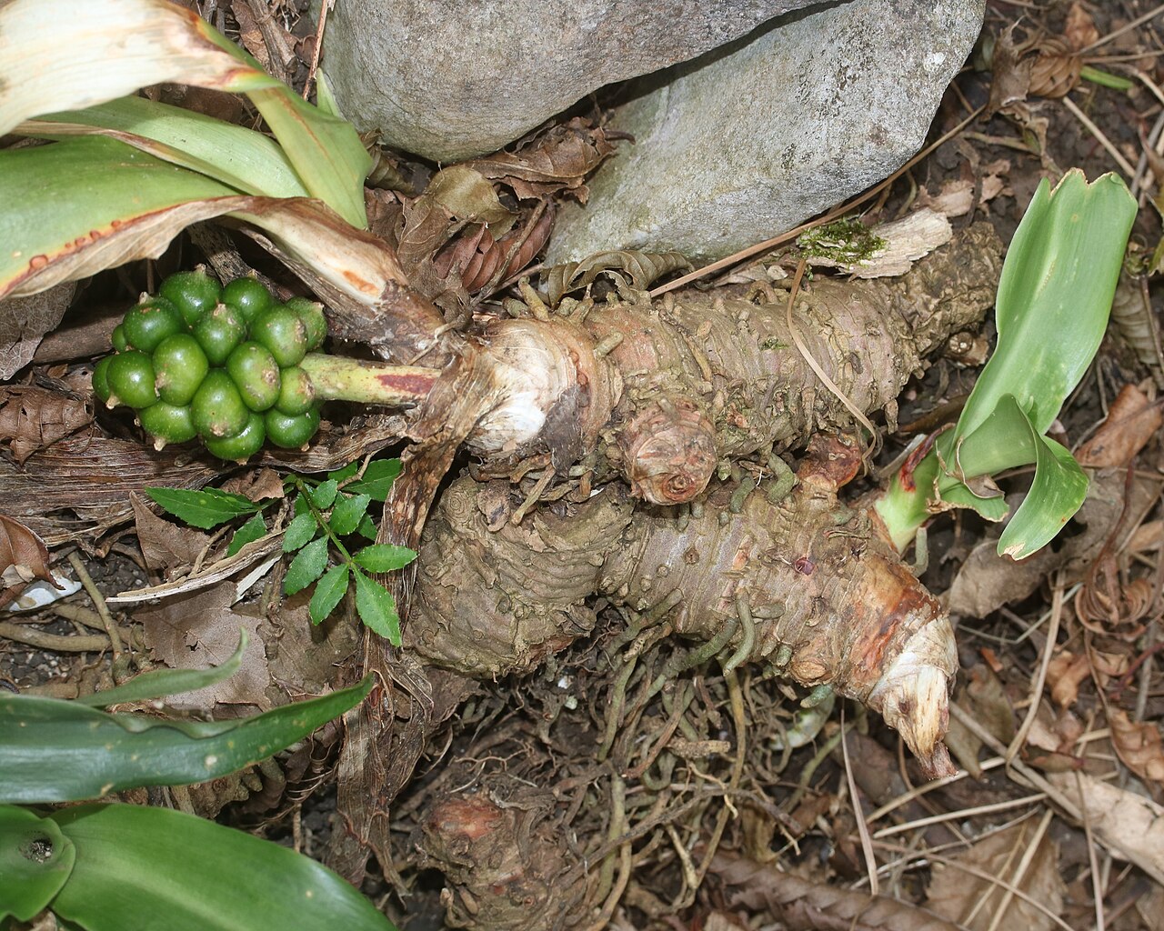 Rohdea japonica, Sacred lily — clumping evergreen (Asparagaceae) (image 9 of 9)