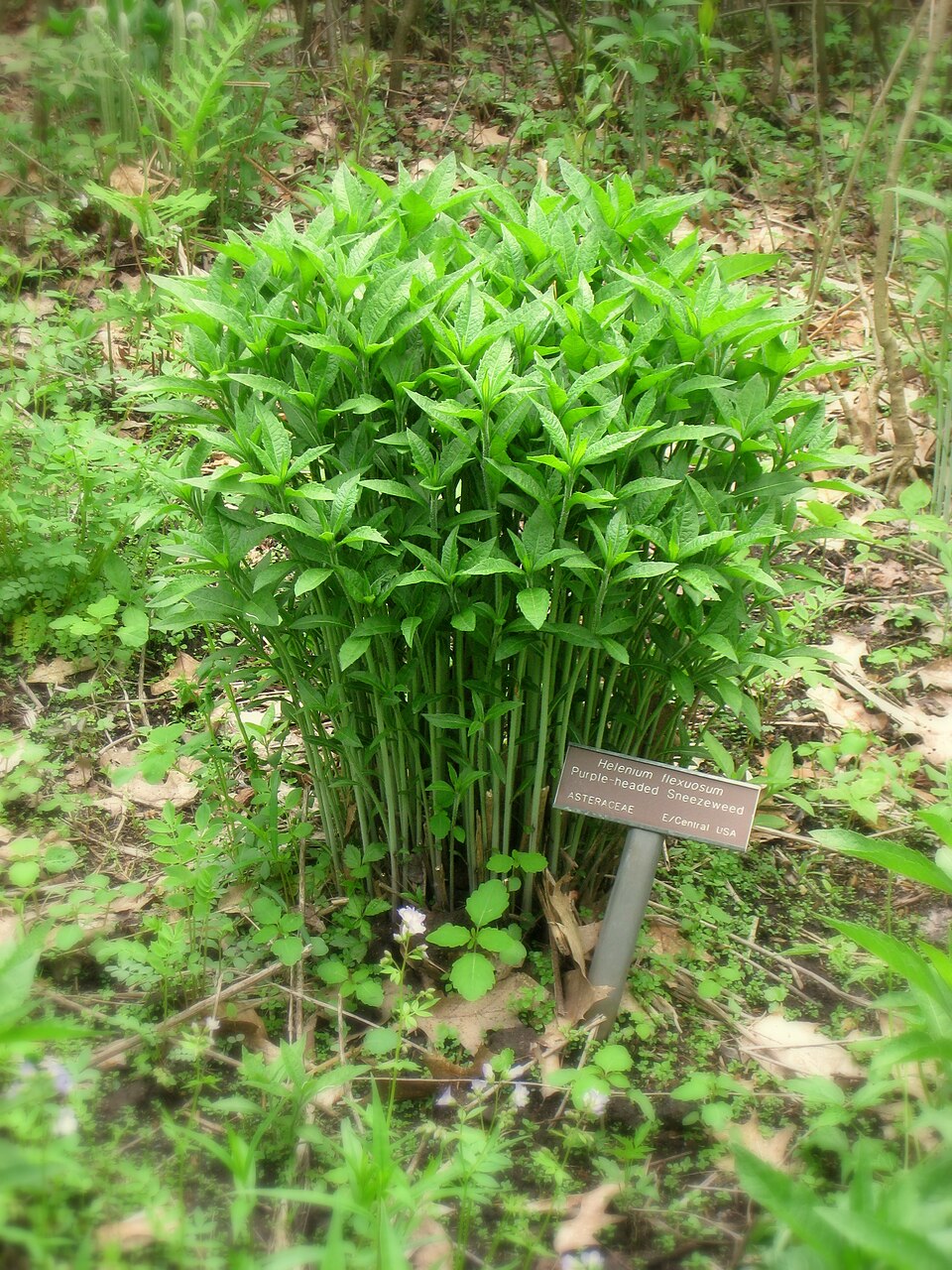 Helenium flexuosum (Southern Sneezeweed) (alternate view 7)