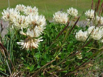 Trifolium repens (white clover)
