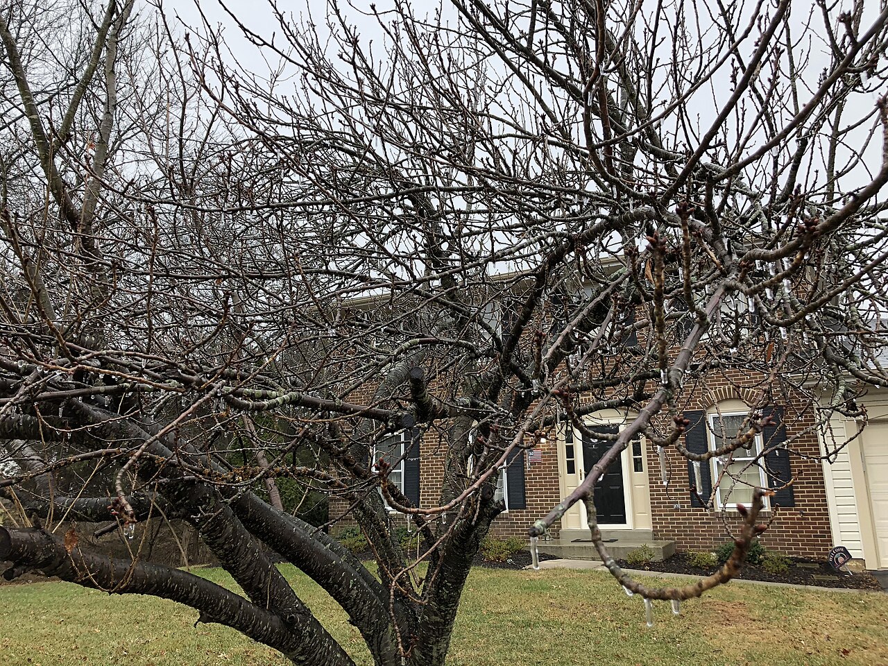 Prunus serrulata 'Kanzan', Kanzan cherry — upright deciduous (Rosaceae) (image 5 of 9)